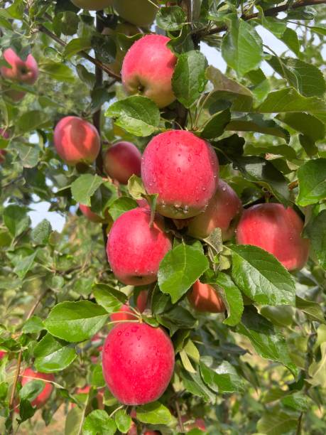 Sustainable Agriculture