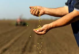 Premium Quality Seeds